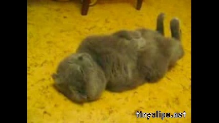 Котка Спи По Гръб !! Сладурче !!