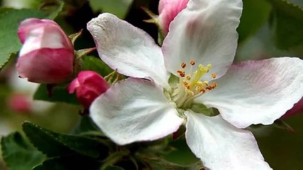 Apple Flowers