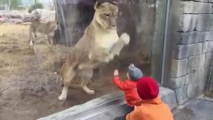 Лъвица се заиграва с малко бебче в зоологическата градина
