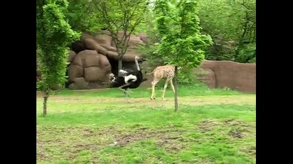 Щраус се закача с малко жирафче