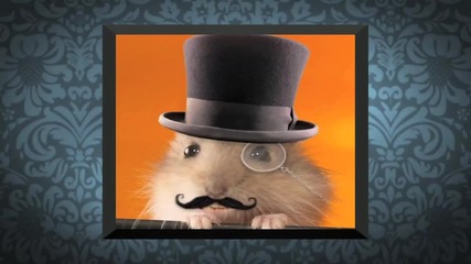 So Random - Hamster Online