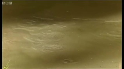 Proboscis monkey - Wild Indonesia - Bbc 