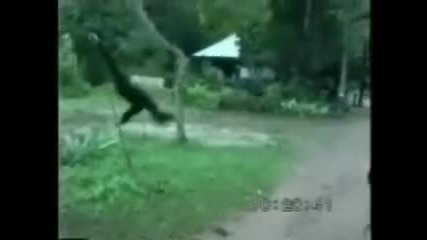 маймуна нокаутира куче смях