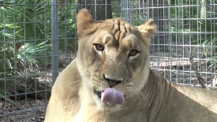 Slow Motion Lion Yawn
