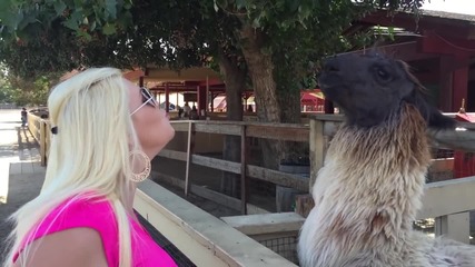 Жена се опита да целуне лама, но...