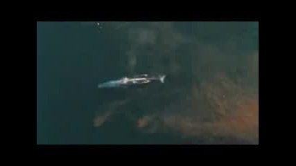 Синият кит наи - голямото животно на света