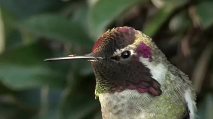 Колибри си сменя цвета при движение на главата