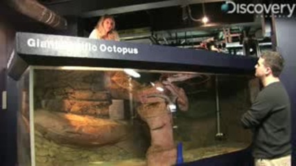 Giant Pacific Octopus