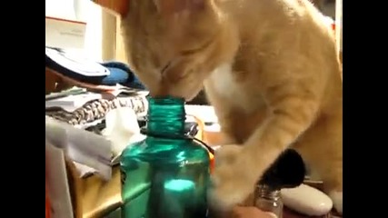 Коте се опитва да пие от бутилка 