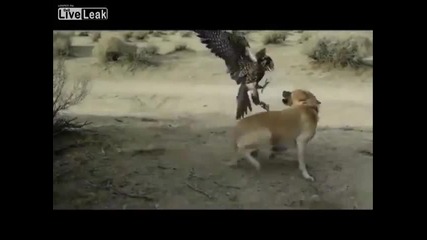 Сокол напада куче