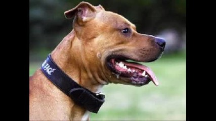 Pitt Buli