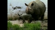 Индийски зоопарк приветства хипопотамче