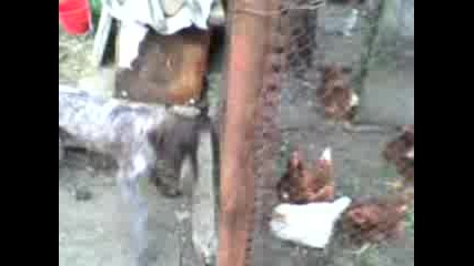 Куруцхар - Атака На Кокошки И Заек