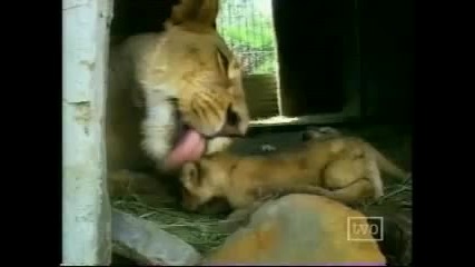 Lioness offering her new born cub to Kevin Richardson
