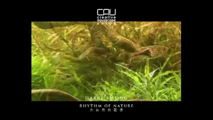 Rhythm of Nature - Harry Kwong 