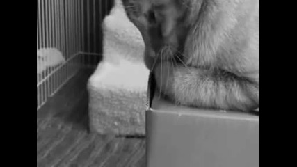 Rat Loves Cat! - Rejection