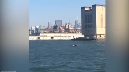 Забелязаха кит до Статуята на свободата в Ню йорк