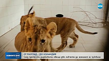 Лъвчетата Терез и Масуд заминават за Холандия