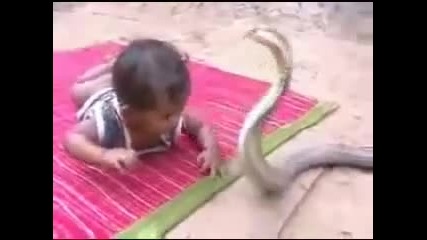 Бебе и кобра