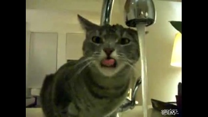 Смях ! Глупава котка не знае как да пие вода ... 
