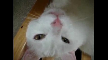 What Cats Are Really Thinking 