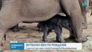 Новата атракция в зоопарк във Великобритания: Бебе слон играе футбол с хобота си