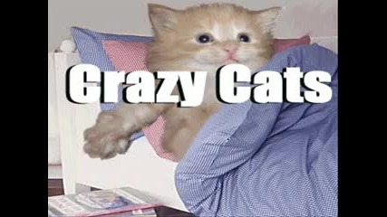 Funny Cats :)