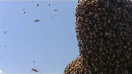 Мъж покрит със 100 хиляди пчели!