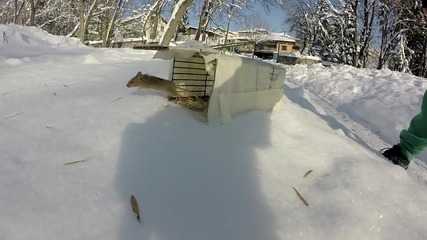 Surprised Mouse