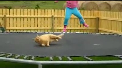 Недоволно Коте от Трамплин