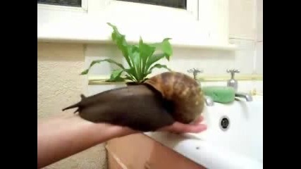 Огромен Охлюв