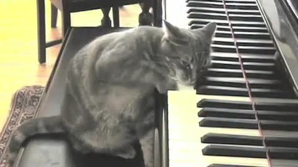 The Piano Cat 