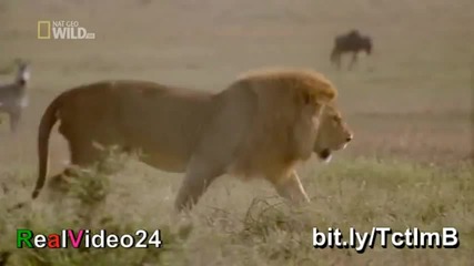 Мъжки лъв изкопава бърлогата на Хиена и убива малките