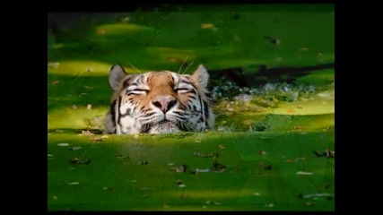Beautiful Earth 