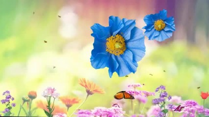 Bon Anniversaire Flora