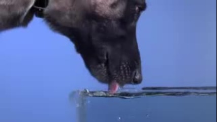 куче пие вода (забавен кадър) time warp