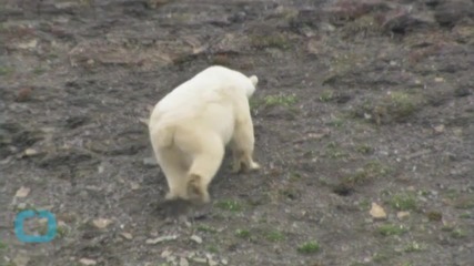 Polar Bears Eat Dolphins as Arctic Warms