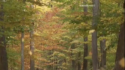 Autumne was lost in the leaves
