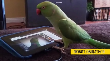 Компилация забавни папагали 2015