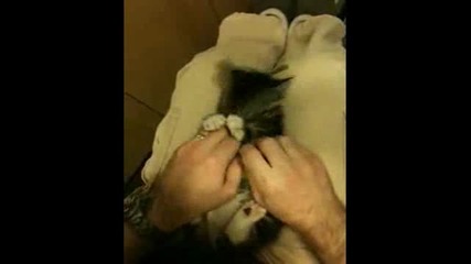 Едно Много Сладко Котенце