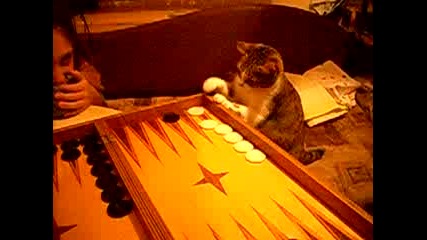 Котка Играе Табла