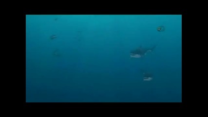 Мега Зверове - акула срещу Mosasaur 