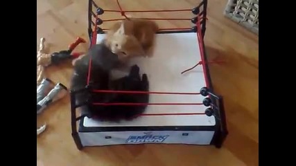 Животинска битка на ринга