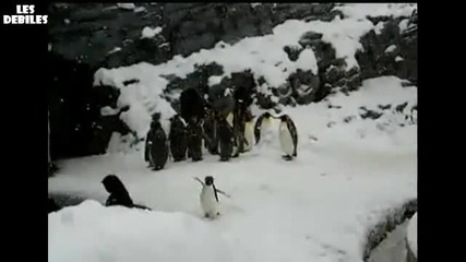 Напушено пингвинче