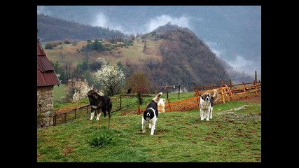 Karakachan dog