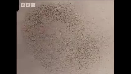 In Search of Snakes - Expedition Borneo - Bbc wildlife 