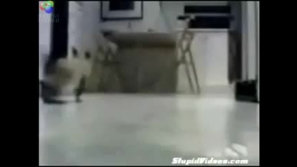 Tokyo drift cats