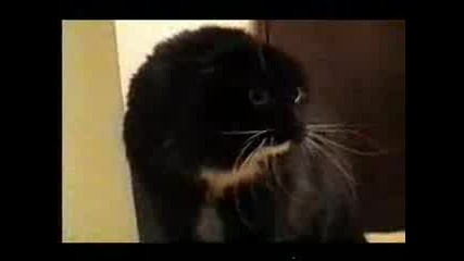 Говореща Котка - Много Смях