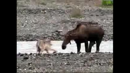 Wolf vs. Cougar