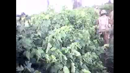 Foot Patrol Through Afghan Grapefield